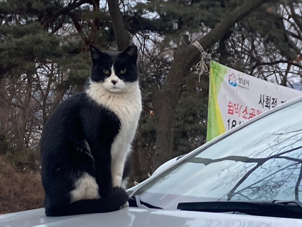 고양이 형