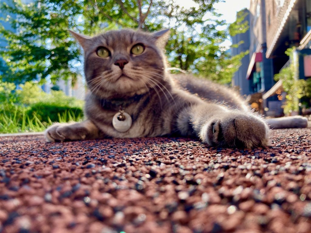 고양이