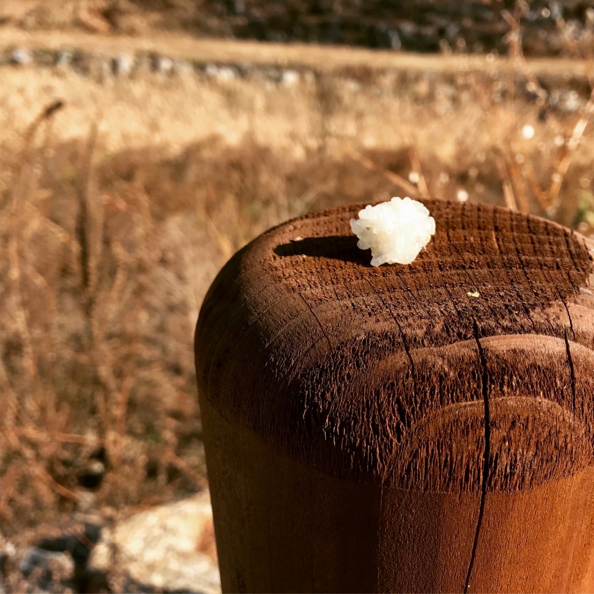 까치밥